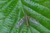 Tipula sp.